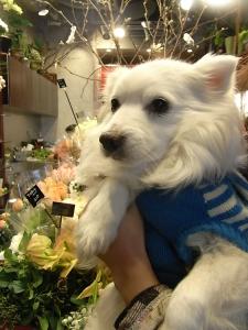 看板犬　CHUーCHU｜「Ｆｌｏｒｉｓｔ　ＩＴＯ」　（東京都目黒区の花キューピット加盟店 花屋）のブログ
