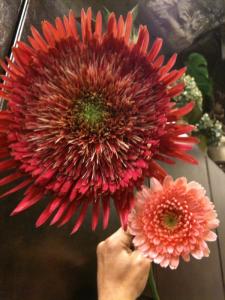 生花農家さんの努力のたまもの｜「Ｆｌｏｒｉｓｔ　ＩＴＯ」　（東京都目黒区の花キューピット加盟店 花屋）のブログ