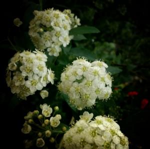 白い花と白い犬｜「Ｆｌｏｒｉｓｔ　ＩＴＯ」　（東京都目黒区の花キューピット加盟店 花屋）のブログ