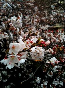 もうすぐ満開、目黒川の桜❀｜「Ｆｌｏｒｉｓｔ　ＩＴＯ」　（東京都目黒区の花キューピット加盟店 花屋）のブログ