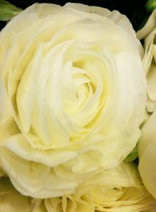 白いラナン｜「Ｆｌｏｒｉｓｔ　ＩＴＯ」　（東京都目黒区の花キューピット加盟店 花屋）のブログ