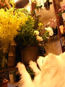 CHU-CHU背伸び｜「Ｆｌｏｒｉｓｔ　ＩＴＯ」　（東京都目黒区の花キューピット加盟店 花屋）のブログ