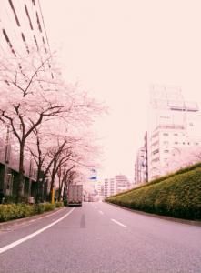 明治通りはもう春なのさ。｜「Ｆｌｏｒｉｓｔ　ＩＴＯ」　（東京都目黒区の花キューピット加盟店 花屋）のブログ